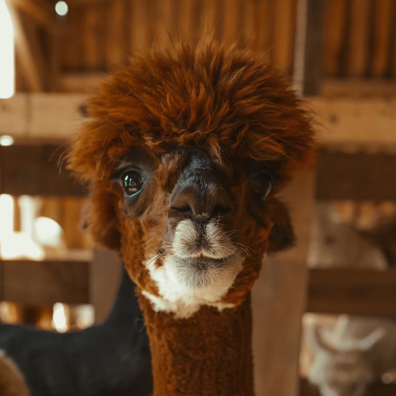 Ronaldo Schnautzbart