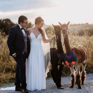 Ein Brautpaar bei einem Fotoshooting / Hochzeitsshooting mit unseren Alpakas Roberto und Sir Paul