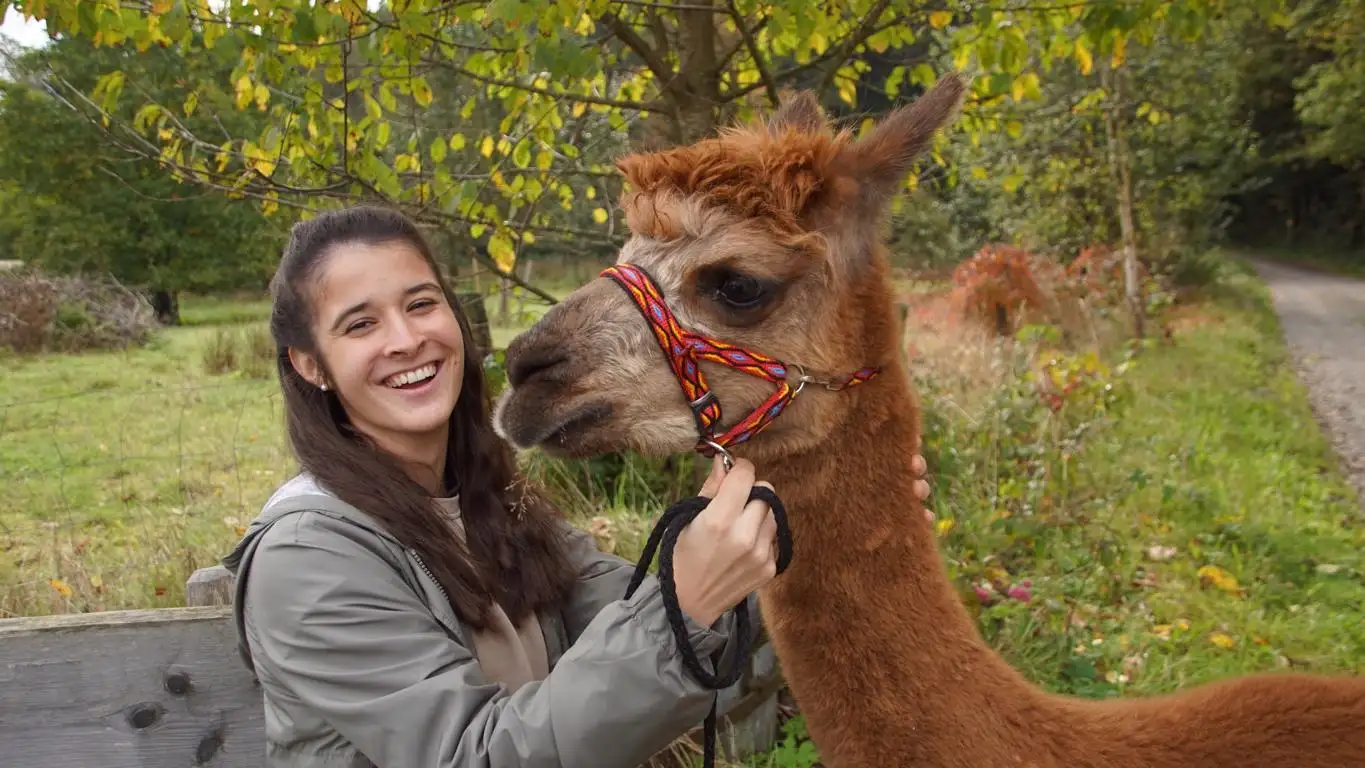 Kuscheln und Wandern mit den Wolfachtal Alpakas: Auf dem Foto sieht man eine glückliche Frau die lacht mit unserem Alpaka "Sir Paul"