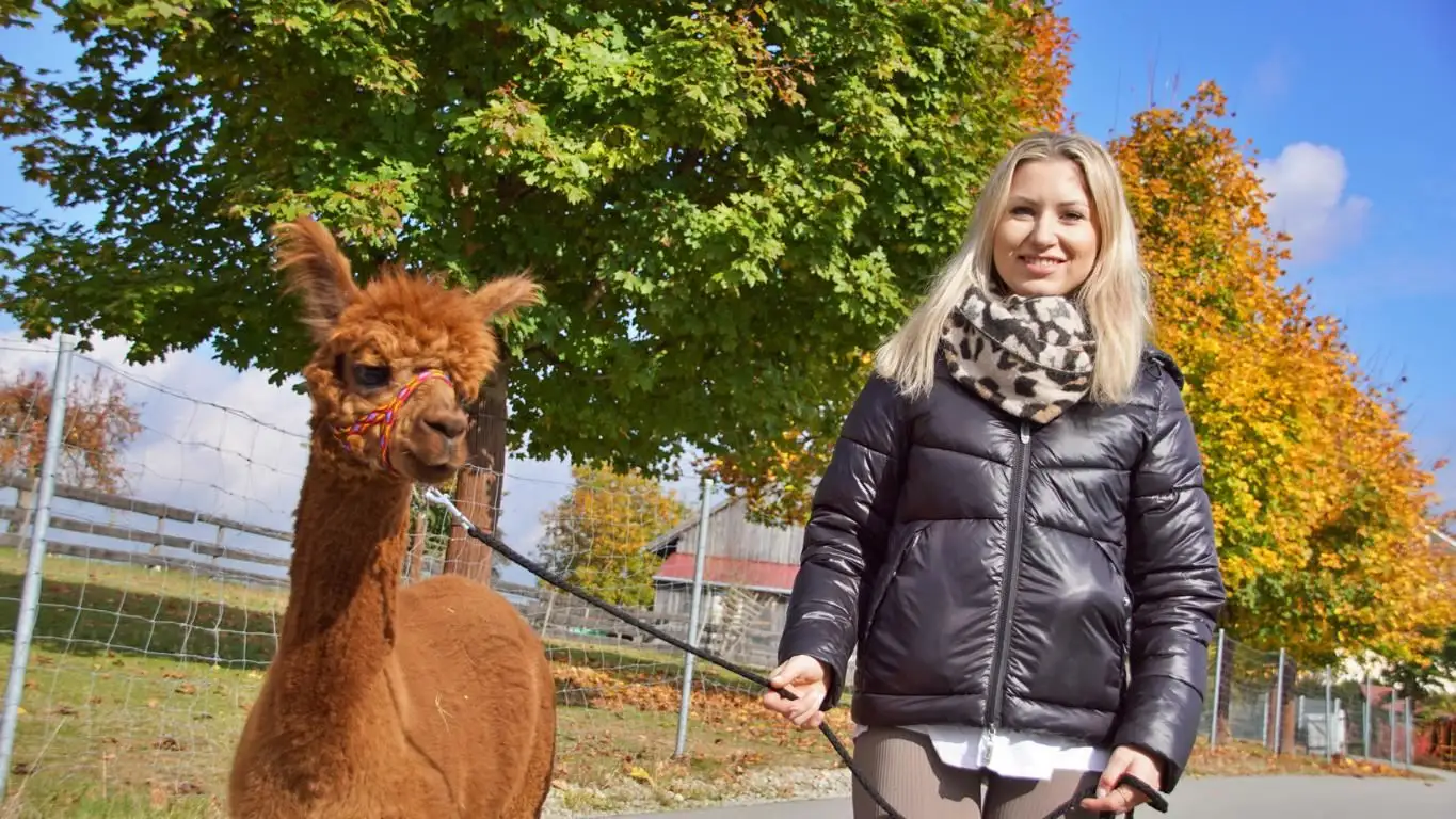 Kuscheln und Wandern mit den Wolfachtal Alpakas: Auf dem Foto sieht man eine glückliche Frau mit unserem Alpaka "Campino" wie sie im Herbst spazieren gehen