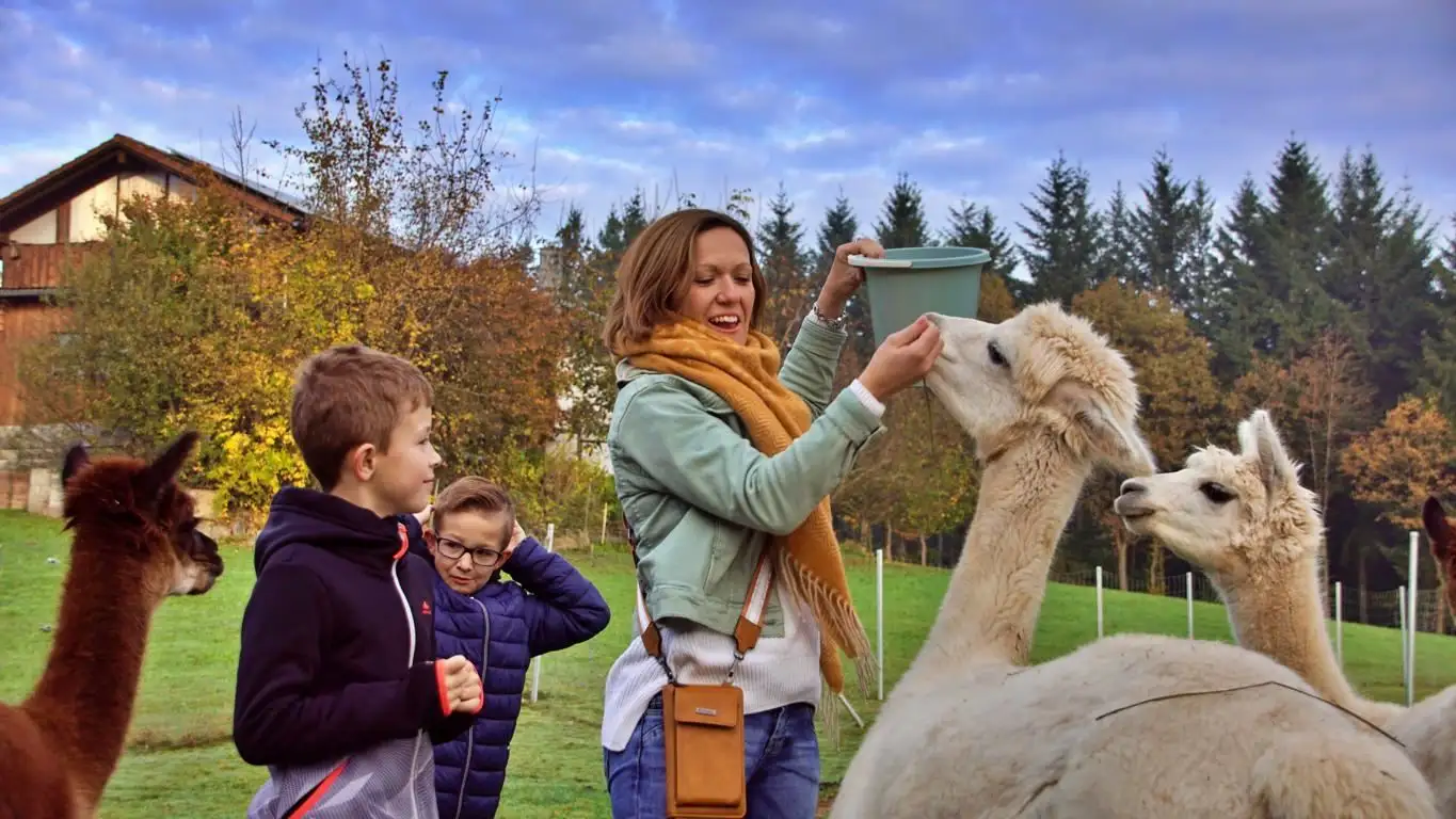 Auf dem Bild sieht man den Start unserer Alpaka -Tour mit dem Füttern unserer Alpakadamen. Eine Mutter mit Ihren Kindern genießt das Füttern sichtlich.