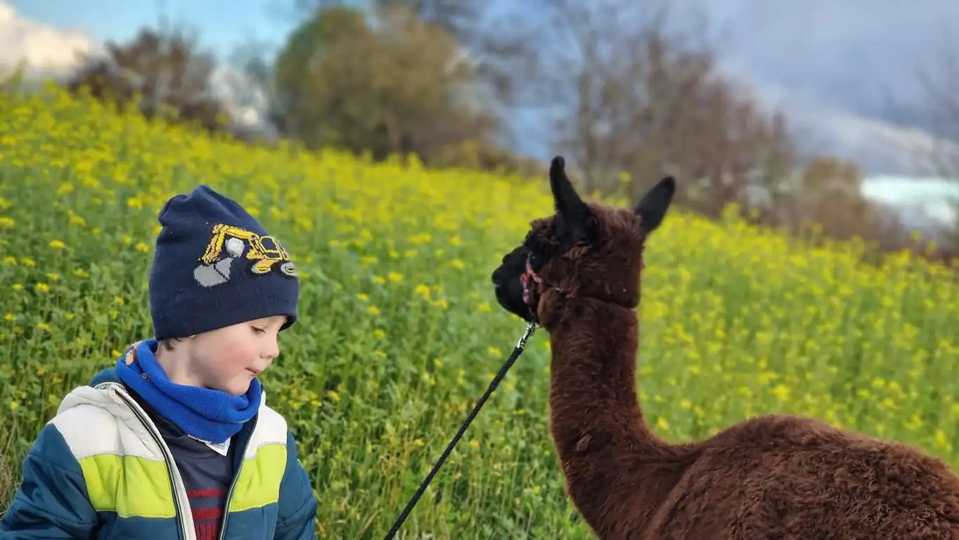 Auf dem Foto sieht man einen kleinen Jungen, wie er ganz Stolz unser Alpaka "Moritz" ausführt