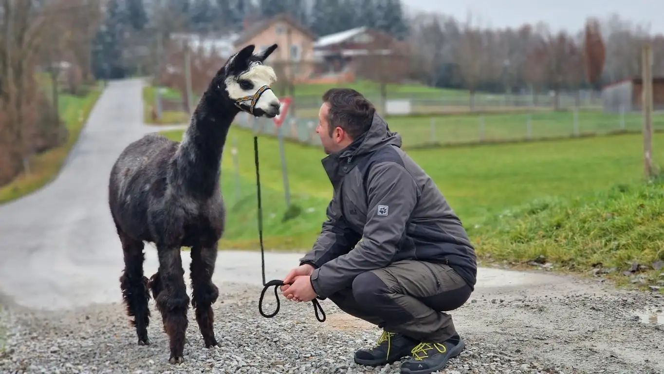 Ein altes Sprichwort der Inkas sagt: "Schau einem Alpaka nicht zu tief in die Augen, du wirst dich sonst verlieben" und genau das sieht man auf dem Bild, bei dem ein Mann in der Hocke ganz intensiv unserem Alpaka "Cisco" in die Augen schaut