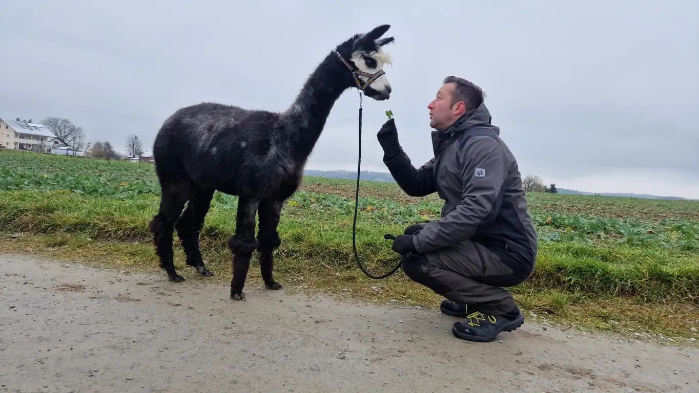 Alpakawandern mit den Wolfachtal Alpakas. Auf dem Bild sieht man einen Mann in Hocke, während unsere Alpaka "Cisco" ein gepflücktes Kleeblatt gibt