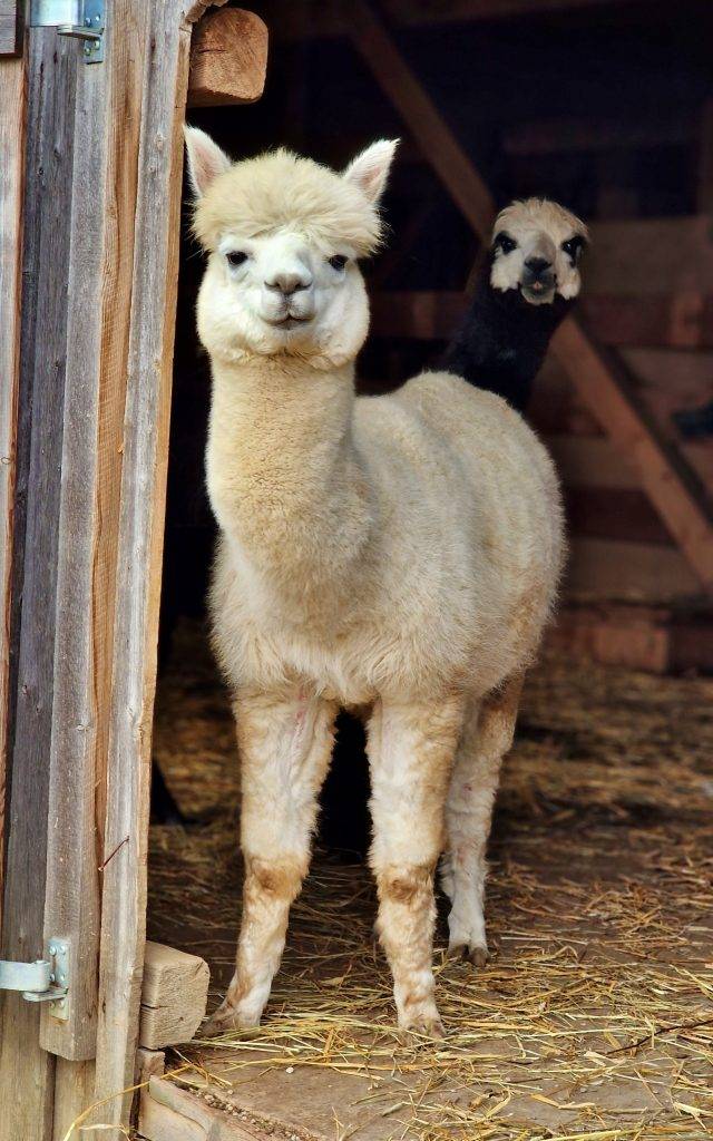 Auf dem Foto sehen wir unseren größten Wolllieferanten unser Alpaka "Zorro_Brösel" und im Hintergrund unserr Alpaka "Cisco" Beide lächeln aus dem Stall