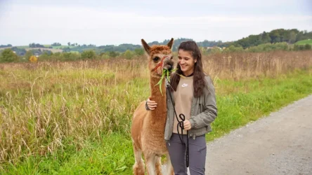 Zu sehen ist auf dem Bild ein Teenager der sehr Glücklich lacht und dabei unser Alpaka "Sir Paul" umarmt, während der einen kleinen Snack (Grasbüschel) futtert.