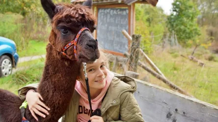 Alpakawandern mit den Wolfachtal Alpakas. Auf dem Bild sieht man ein Mädchen, wie sie mit unserem Alpaka "Speedy" kuschelt