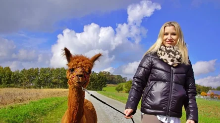 Alpakawandern mit den Wolfachtal Alpakas. Auf dem Bild sieht man eine Frau, die mit unserem Alpaka "Campino" unterwegs beim Wandern ist