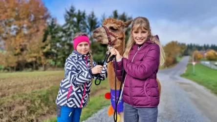 Alpakawandern mit den Wolfachtal Alpakas. Auf dem Bild sieht man zwei sehr glückliche Kinder wie sie gemeinsam unser Alpaka "Sir Paul" spazieren führen.