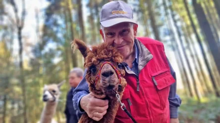 Wenn Glücklichsein immer so einfach ginge... Auf dem Fioto sieht man Sepp unseren Stammkunden, wie er ganz Glücklich mit unserem Alpaka "Campino" flirtet.