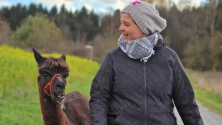 Auf dem Foto sieht man eine Frau glücklich mit unserem Alpaka "Speedy" spazieren gehen. Es sieht so aus, als ob sie ein intensives Gespräch führen würden.