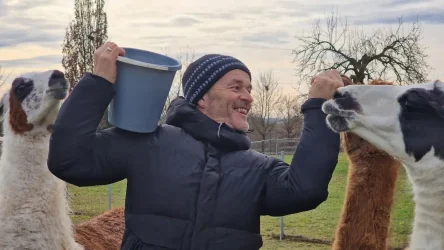 Auf dem Foto sieht man einen Mann, wie sichtlich überglücklich unsere Alpakas auf der Weide füttert.